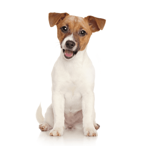 Le Jack Russell Terrier : profil, caractère, santé & toilette