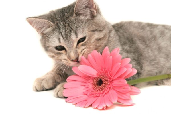 Comment soigner son chat avec des fleurs de Bach ?