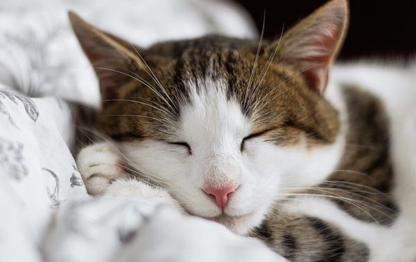 Hospitalisation et convalescence : Comment ménager son chat ?