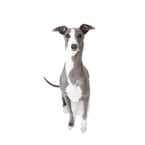 Le Lévrier Greyhound : profil, caractère, santé & toilette
