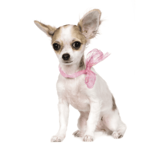 Le Chihuahua : profil, caractère, santé & toilette