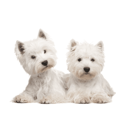 Le West Highland White Terrier : profil, caractère, santé & toilette