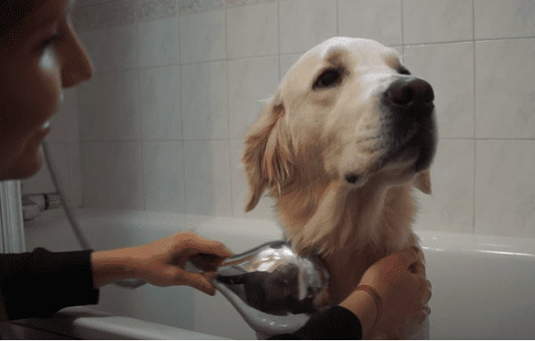 Comment s'occuper de l'hygiène de son chien