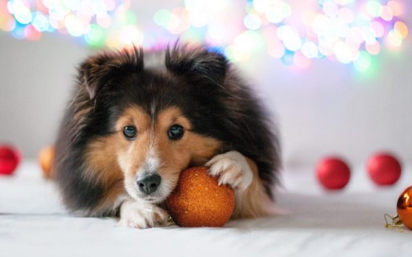 Comment passer les fêtes de fin d'année avec son chien ?