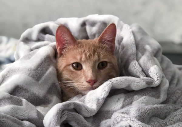 Comment soigner le rhume de votre chat ?
