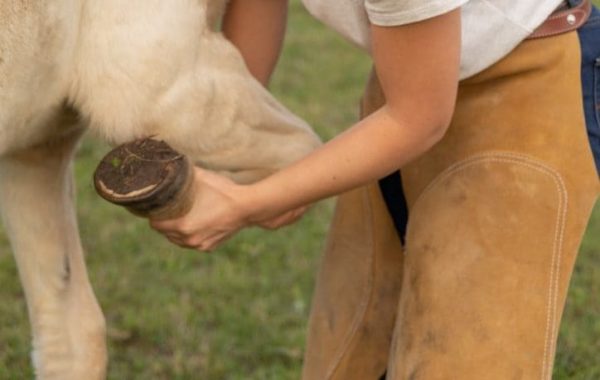 Comment préserver les articulations du cheval ?