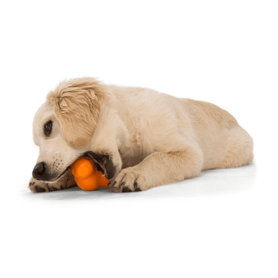 Chewing toys